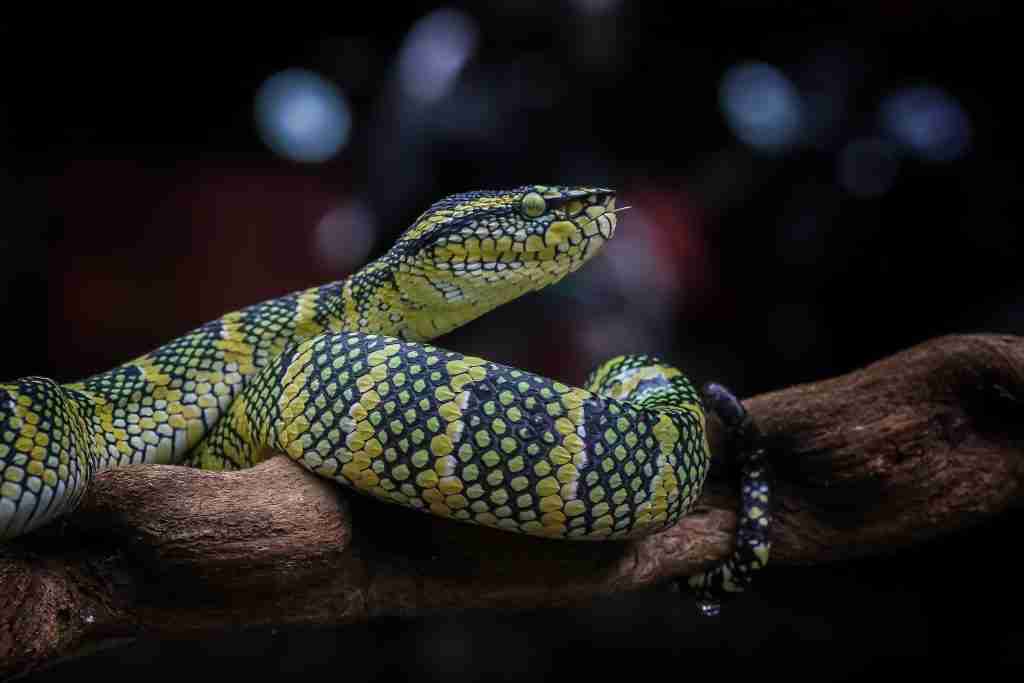 serpenti
