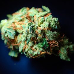 Cannabis