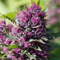 Cannabis